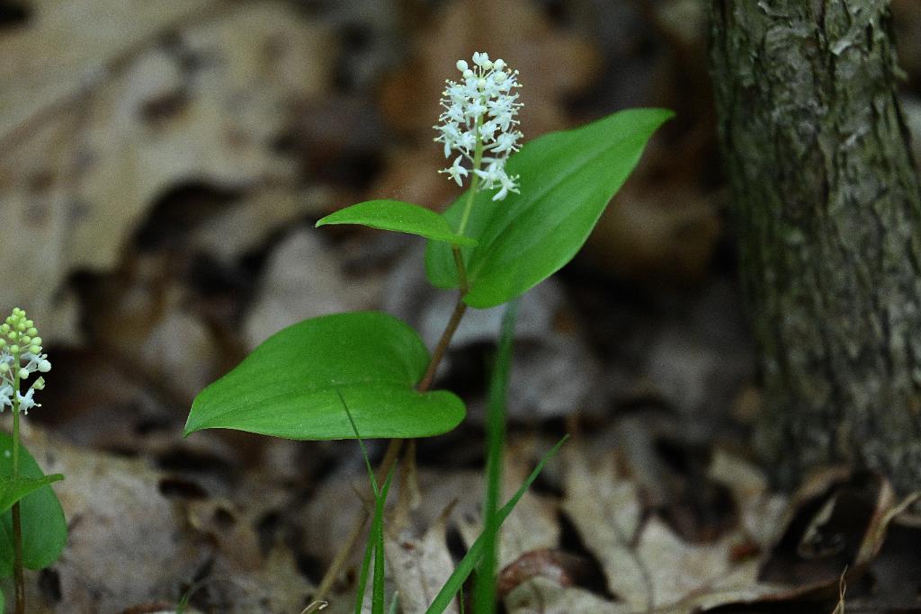 2025-05148531 Broad Meadow Brook, MA.JPG - Canada Mayflower. Broad Meadow Brook Wildlife Sanctuary, MA, 5-14-2025